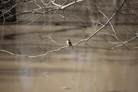 Eastern Phoebe Stock Photos