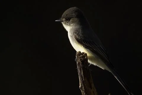 Eastern Phoebe Stock Photos