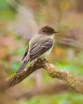 Eastern Phoebe Foto stock