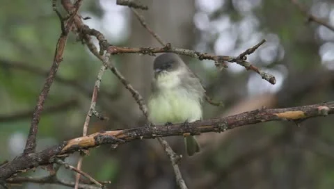Eastern Phoebe (Sayornis phoebe) preening in a tree on a branch Stock Footage 10868459