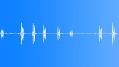 Eastern phoebeSound Effect