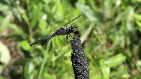Eastern Pond Hawk dragonfly flies and returns Stock Footage 131886409