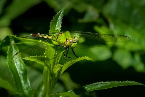 Eastern Pondhawk Dragonfly - macro portrait with beautiful wing detail Stock Photos