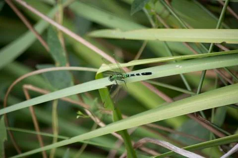 Eastern Pondhawk Dragonfly Stock Photos