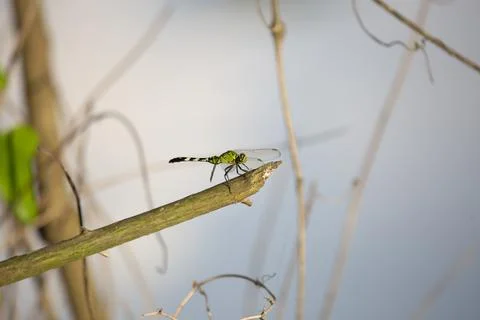 Eastern Pondhawk Stock Photos