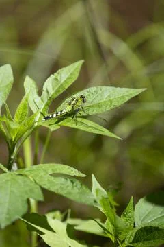 Eastern Pondhawk Stock Photos