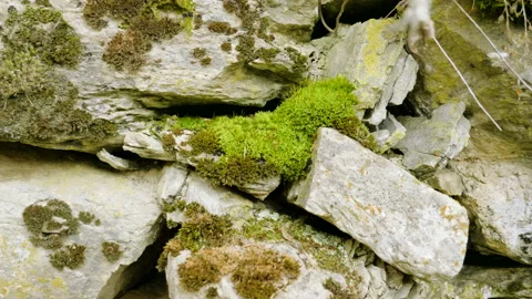 Eastern Pyrenees. Close-up shot of moss on rocks of the mountain. 4K Video stock 114971410