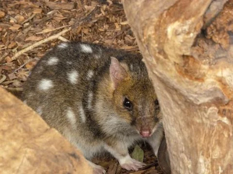 Eastern Quoll Stock Photos