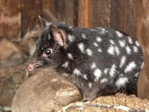 Eastern Quoll Stock Photos