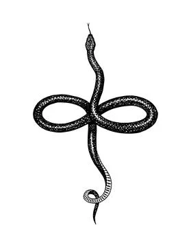 Eastern racer or Coluber constrictor. Nonvenomous snake. Common garter. Reptilia イラスト素材