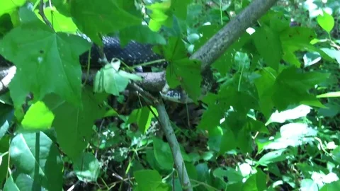 An Eastern Rat Snake slithers across a branch in the forest. Stock Footage 80616109