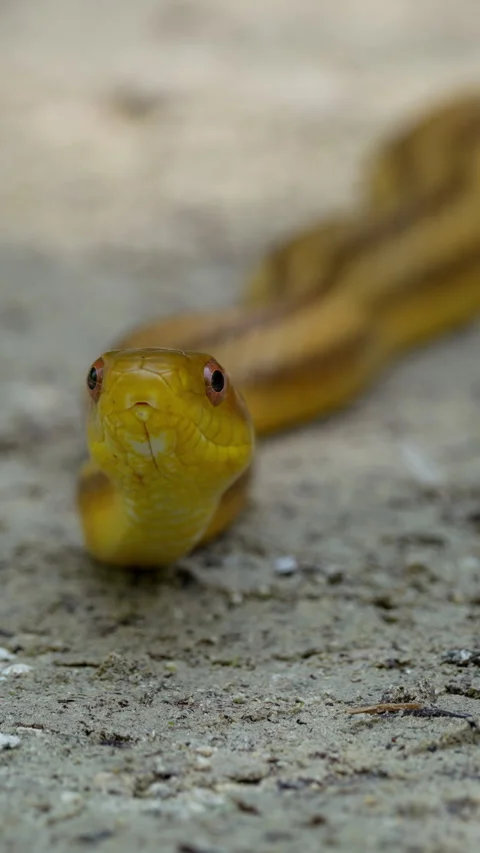 EASTERN RATSNAKE Stock Footage 280772476