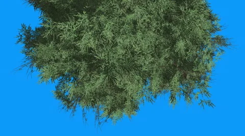 Eastern Red Cedar Coniferous Top of Tree Top Down Green Leaves on Blue Screen Stock Footage 58604361