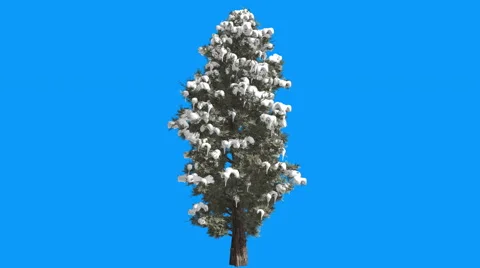 Eastern Red Cedar Snow on a Branches Juniperus Virginiana Tree is Swaying at Stock Footage 58604049
