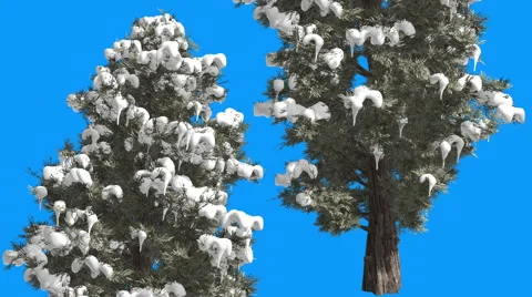 Eastern Red Cedar Two Coniferous Trees on Blue Screen Snow on Branches Stock Footage 58604413