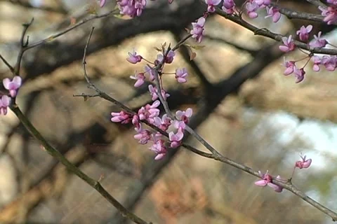 Eastern Redbud Blooming Stockbeeldmateriaal 1100979