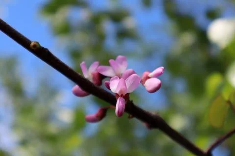 "Eastern redbud" blossoms in the spring Stock Photos