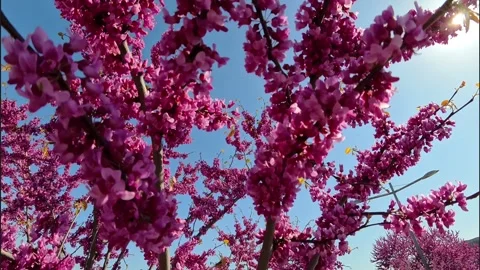 Eastern Redbud Branches In Bloom Against Sky Stock Footage 308328841