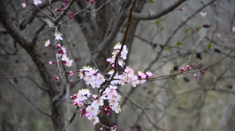 Eastern Redbud flowering in early spring Stock Footage 62483933