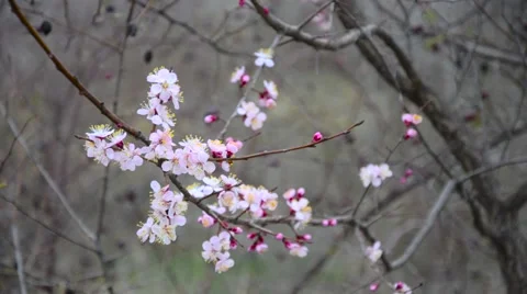 Eastern Redbud flowering in early spring Stock Footage 62483949