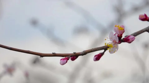 Eastern Redbud flowering in early spring Stock Footage 62483977