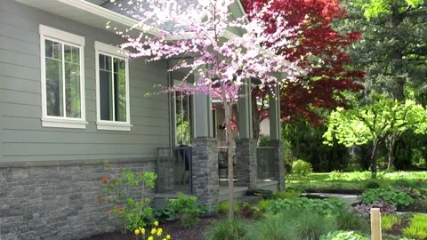 Eastern redbud, a pink flower tree by the window of a house Stock Footage 153824925