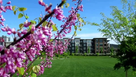Eastern redbud, a pink flower tree in the park Stock Footage 153882021