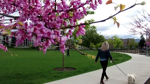 Eastern redbud, a pink flower tree in the park Stock Footage 153882059