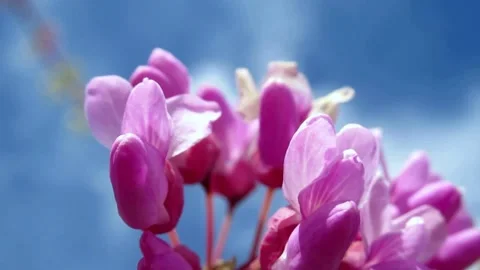 Eastern redbud, a pink flower tree in the park Stock Footage 153882064