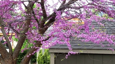Eastern redbud, a pink flower tree in the garden Stock Footage 153882274