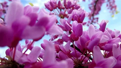 Eastern redbud, a pink flower tree in the park Stock Footage 153882283