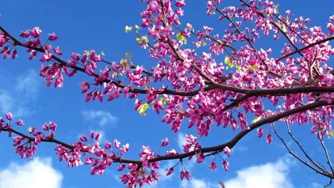 Eastern redbud, a pink flower tree in the park Stock Footage 153882304