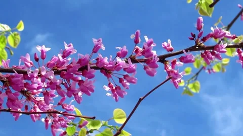 Eastern redbud, a pink flower tree in the park Stock Footage 153882316