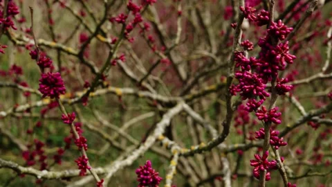 Eastern Redbud Tree Blossoming in Spring Stock Footage 312128396