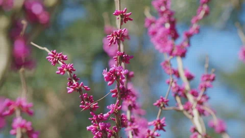 Eastern Redbud Tree Blossoms In Spring Time. Cercis Siliquastrum Blooming On Stock Footage 258293988