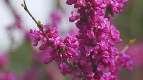 Eastern Redbud Tree Blossoms In Spring Time. Cercis Siliquastrum Blooming On Stock Footage 258648328
