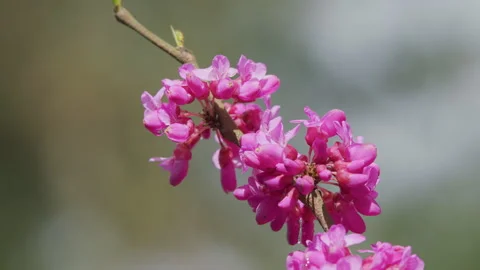 Eastern Redbud Tree Blossoms In Spring Time. Cercis Siliquastrum Blooming On Stock Footage 258730355
