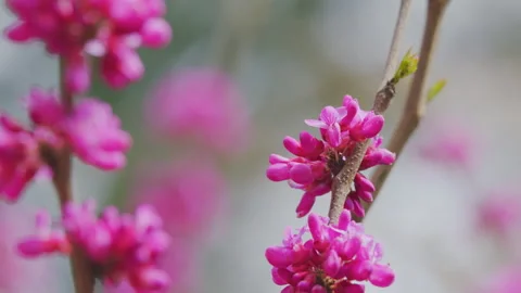 Eastern Redbud Tree Blossoms In Spring Time. Cercis Siliquastrum Blooming On Stock Footage 258753696