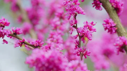 Eastern Redbud Tree Blossoms In Spring Time. Cercis Siliquastrum Blooming On Stock Footage 258881826