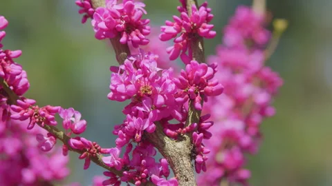Eastern Redbud Tree Blossoms In Spring Time. Cercis Siliquastrum Blooming On Stock Footage 258888868