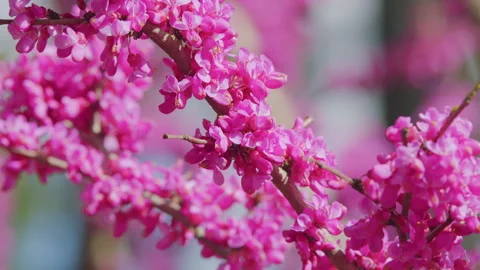 Eastern Redbud Tree Blossoms In Spring Time. Cercis Siliquastrum Blooming On Stock Footage 258900543