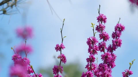 Eastern Redbud Tree Blossoms In Spring Time. Cercis Siliquastrum Blooming On Stock Footage 258915236