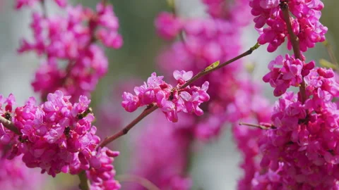 Eastern Redbud Tree Blossoms In Spring Time. Cercis Siliquastrum Blooming On Stock Footage 258928462