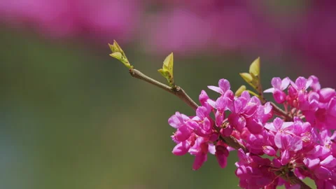 Eastern Redbud Tree Blossoms In Spring Time. Cercis Siliquastrum Blooming On Stock Footage 259136269