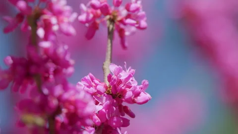 Eastern Redbud Tree Blossoms In Spring Time. Cercis Siliquastrum Blooming On Stock Footage 259151463
