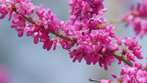 Eastern Redbud Tree Blossoms In Spring Time. Cercis Siliquastrum Blooming On Stock Footage 259168969