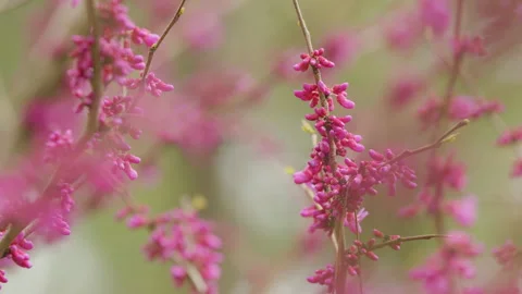 Eastern Redbud Tree Blossoms In Spring Time. Cercis Siliquastrum Blooming On Stock Footage 259666974