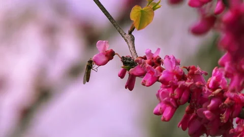 Eastern redbud tree branch blooms with pink flowers Stock Footage 88002833
