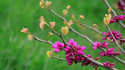 .Eastern redbud tree branch (Cercis canadensis) blooms with pink flowers Stock Footage 88003765
