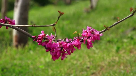 Eastern redbud tree branch (Cercis canadensis) blooms with pink flowers Stock Footage 88132717